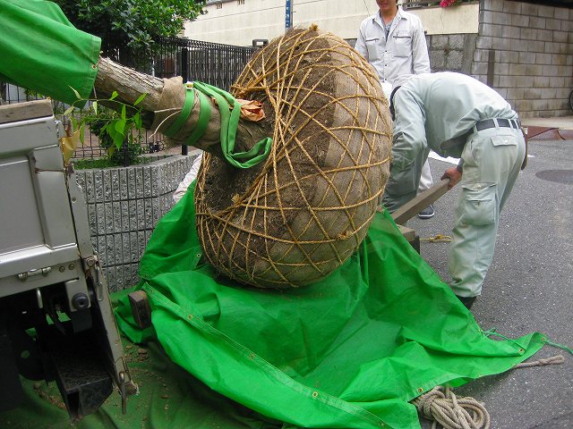 いのはな夢創園 庭あそび 大きなソロの木